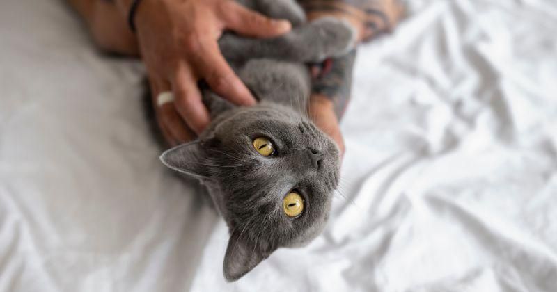 6 Alasan Kucing Suka Memijat, Bisa Menjadi Ekspresi Kasih Sayang